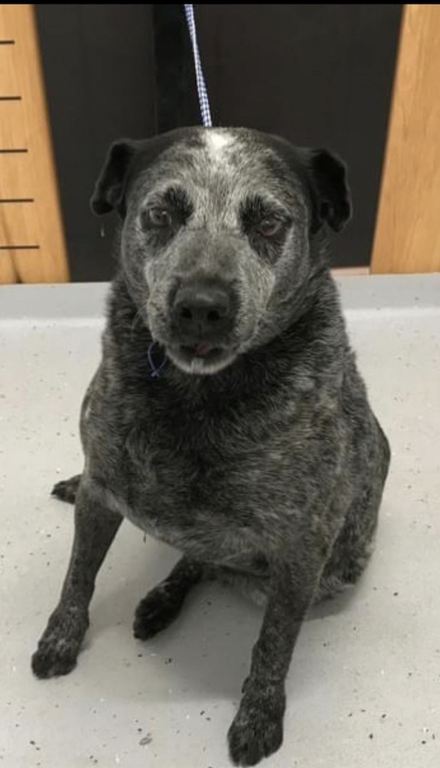 Help save a rescue dog today The Lockyer & Somerset Independent