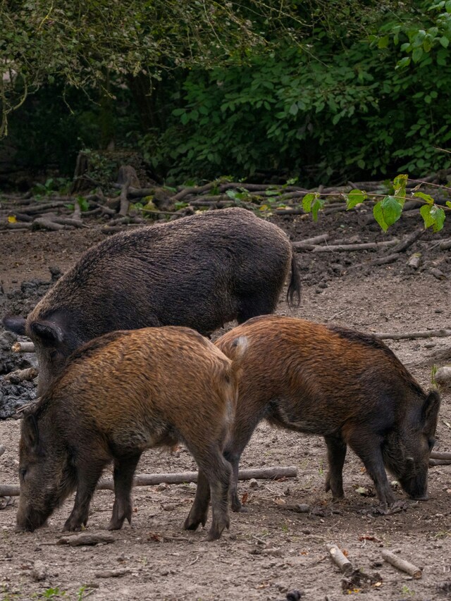 Technology projects to combat feral pigs