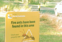 Fire ants killing Echidnas