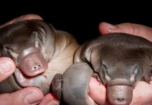 Platypus funding welcomed