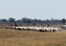 Arrested for stealing sheep