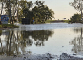 Council deploys staff to assist Koji