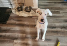 Rescue group weigh in on dog debate