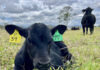 ABS data confirms record beef production