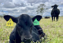 ABS data confirms record beef production