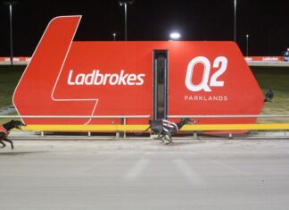 Top greyhounds awarded