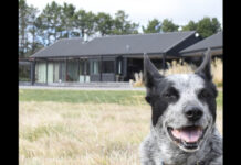 Council updates animal safety rules