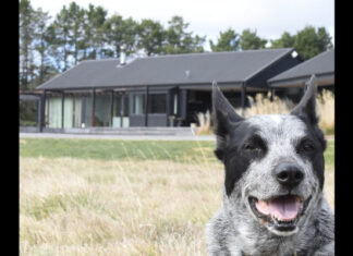 Council updates animal safety rules