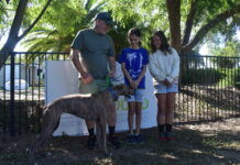 Greyhounds step into new life after racing