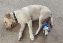 Family seeks answers after dog shootings