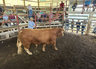 Latest from the saleyards