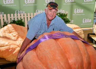 Ekka pump-king crown with 342kg monster