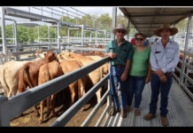Latest from the saleyards