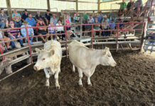 Latest from the saleyards