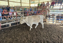 Latest from the saleyards