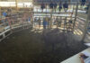 Latest from the saleyards