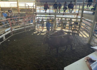 Latest from the saleyards