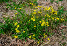 Winter is almost here… time to treat fireweed