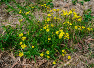 Winter is almost here… time to treat fireweed