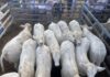 Latest from the saleyards