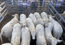 Latest from the saleyards