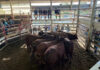 Latest from the saleyards