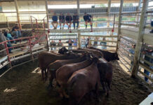 Latest from the saleyards