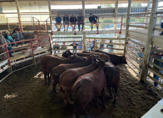 Latest from the saleyards