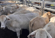 Latest from the saleyards