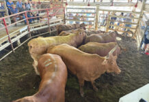 Latest from the saleyards