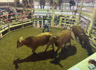 Latest from the saleyards
